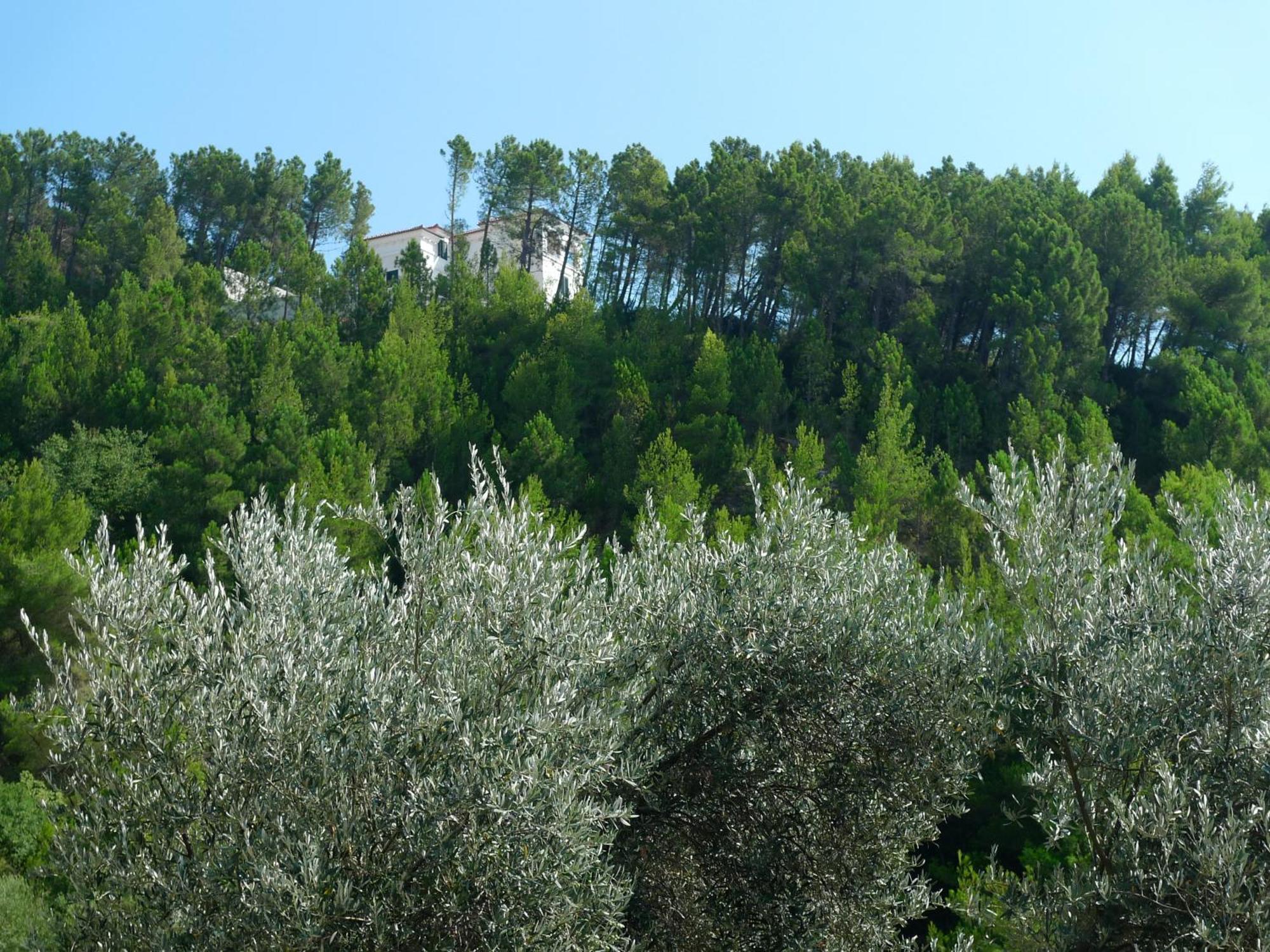 Apartments Maslina Sveti Stefan Exterior photo